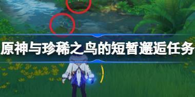 原神与珍稀之鸟的短暂邂逅怎么做 原神与珍稀之鸟的短暂邂逅任务攻略 