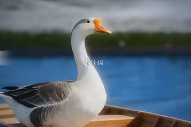 燕云十六声怪盗一只鹅全成就达成攻略