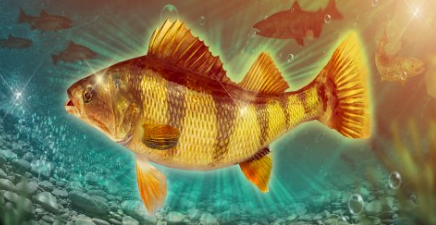 钓鱼大对决攻略秘籍 钓鱼大对决钓鱼攻略